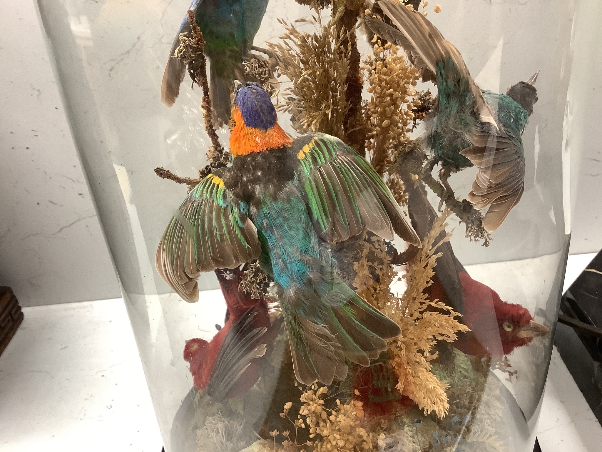 A Victorian taxidermic group of exotic birds, under a glass dome, height 46cm